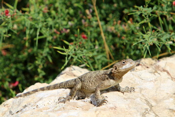 The lizard sits on a stone in a city park by the sea.