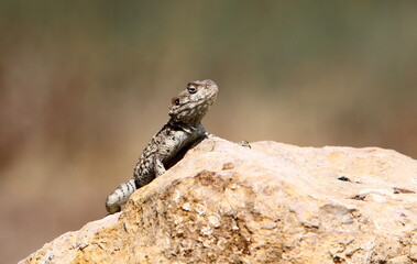 The lizard sits on a stone in a city park by the sea.
