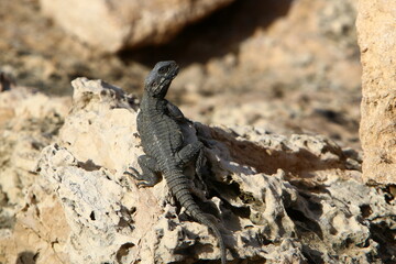 The lizard sits on a stone in a city park by the sea.