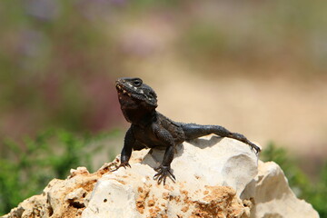 The lizard sits on a stone in a city park by the sea.