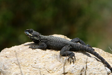 The lizard sits on a stone in a city park by the sea.