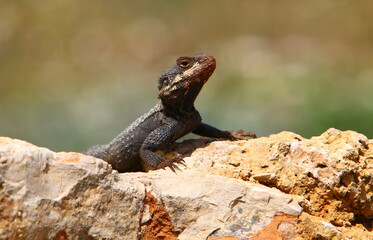 The lizard sits on a stone in a city park by the sea.