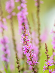 Summer Flowering Purple Loosestrife, Lythrum tomentosum on a green blured background.