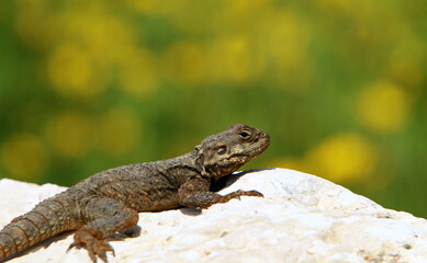 The lizard sits on a stone in a city park by the sea.