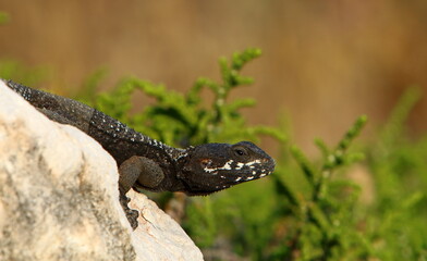 The lizard sits on a stone in a city park by the sea.