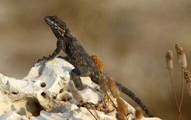The lizard sits on a stone in a city park by the sea.