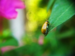 close-up of insect on leaf