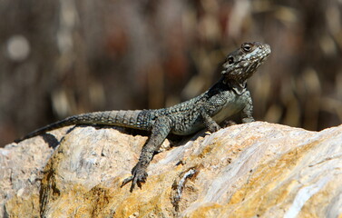 Naklejka na ściany i meble The lizard sits on a stone in a city park by the sea.