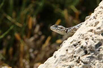 The lizard sits on a stone in a city park by the sea.