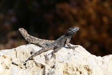 The lizard sits on a stone in a city park by the sea.