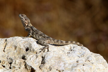 The lizard sits on a stone in a city park by the sea.