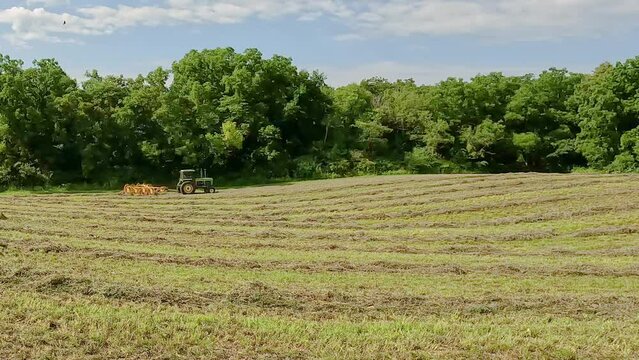 Green tractor pulling  hay rake through cut and dried alfalfa to make windrows in preparation for baling hay;  concepts of farming