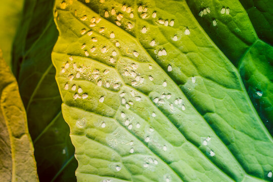 A leaf of a growing white cabbage is infested with whiteflies close-up against a blurred background. Insect pest Aleyrodoidea eating plants on farmland