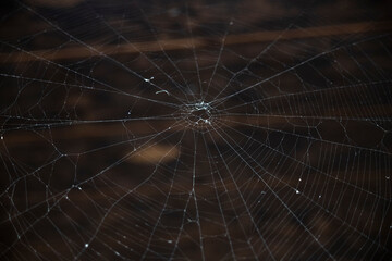 spider web on brown background