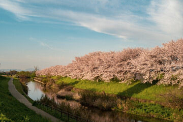 Fototapeta na wymiar 京都・桂川沿いの桜並木