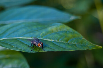 Fly Sitting On A Leaf Closeup. Black Zebra Fly With Red Facete Eyes Portrait. 