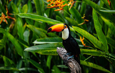Toco toucan, also known as toucan shows in the zoo at Suan Phueng District, Thailand