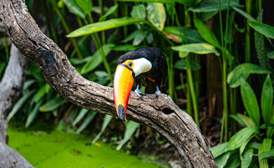 Toco toucan, also known as toucan shows in the zoo at Suan Phueng District, Thailand