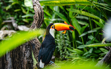 Toco toucan, also known as toucan shows in the zoo at Suan Phueng District, Thailand