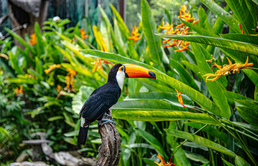 Fototapeta premium Toco toucan, also known as toucan shows in the zoo at Suan Phueng District, Thailand