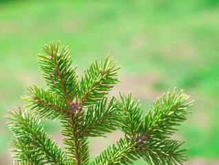 branch of a pine