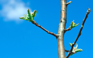 Pear branch