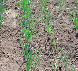 onions in the field