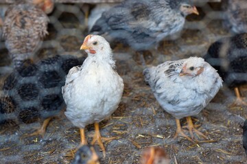chicken in the farm