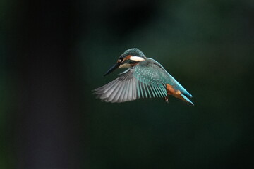 kingfisher in a pond