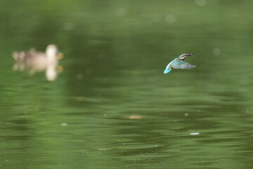 Fototapeta na wymiar kingfisher in a pond