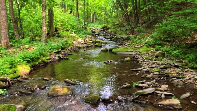 Beautiful, woodland stream in the dense, lush, green Appalachian mountain forest during summer
