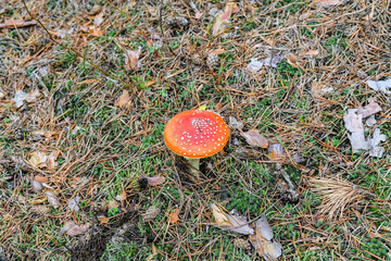 Fly agaric or fly amanita (Amanita muscaria) mushroom growing in a forest