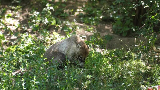 A White-nosed Coati Resting On Grass And Showing Its Long Tongue. Closeup