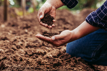 Hand of farmer inspecting soil health before planting in organic farm. Soil quality Agriculture, gardening concept. - obrazy, fototapety, plakaty