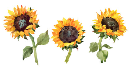 Naklejka premium Yellow sunflower set. Hand drawn watercolor botanical illustration