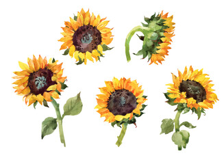 Yellow sunflower. Hand drawn watercolor botanical illustration