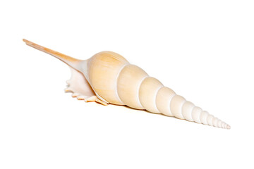 Image of Tibia Fusus sea shells (Spindle tibia or Shinbone tibia gastropod) on a white background....