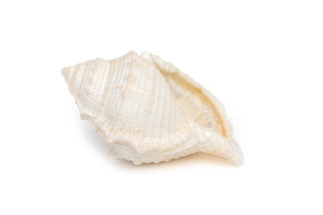Image of white conch seashells on a white background. Undersea Animals. Sea Shells.