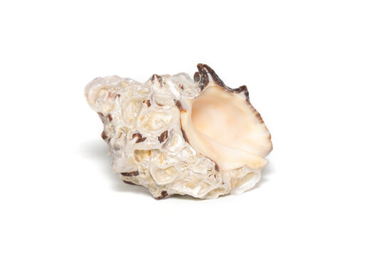 Image of reishia bitubercularis seashells on a white background. Undersea Animals. Sea Shells.