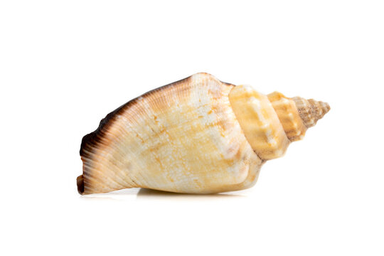 Image of sea shell strombus urceus, canarium urceus on a white background. Sea shells. Undersea Animals.