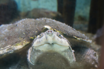 snapping turtle