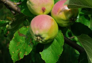 gooseberries on a branch