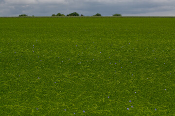 Green fields of flax linen plants in agricultural Pays de Caux, Normandy, France