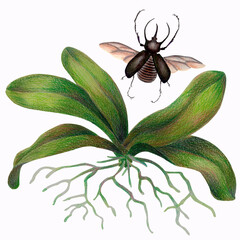 tropical orchid in watercolor and colored pencils