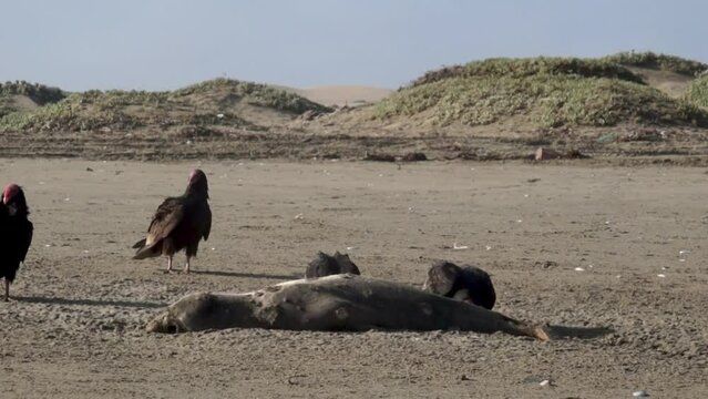 The image shows a group of birds of the red-headed vulture species eating the remains of a sea lion.
