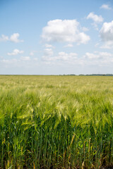 European grains, green fields of wheat plants in Pays de Caux, Normandy, France