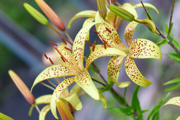 Lily buds close-up in nature. 