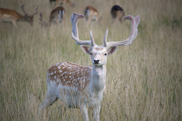 Fallow deer with palmate antlers