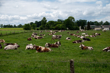 Obraz premium Herd of cows resting on green grass pasture, milk and cheese production in Normandy, France