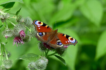 butterfly on a flower